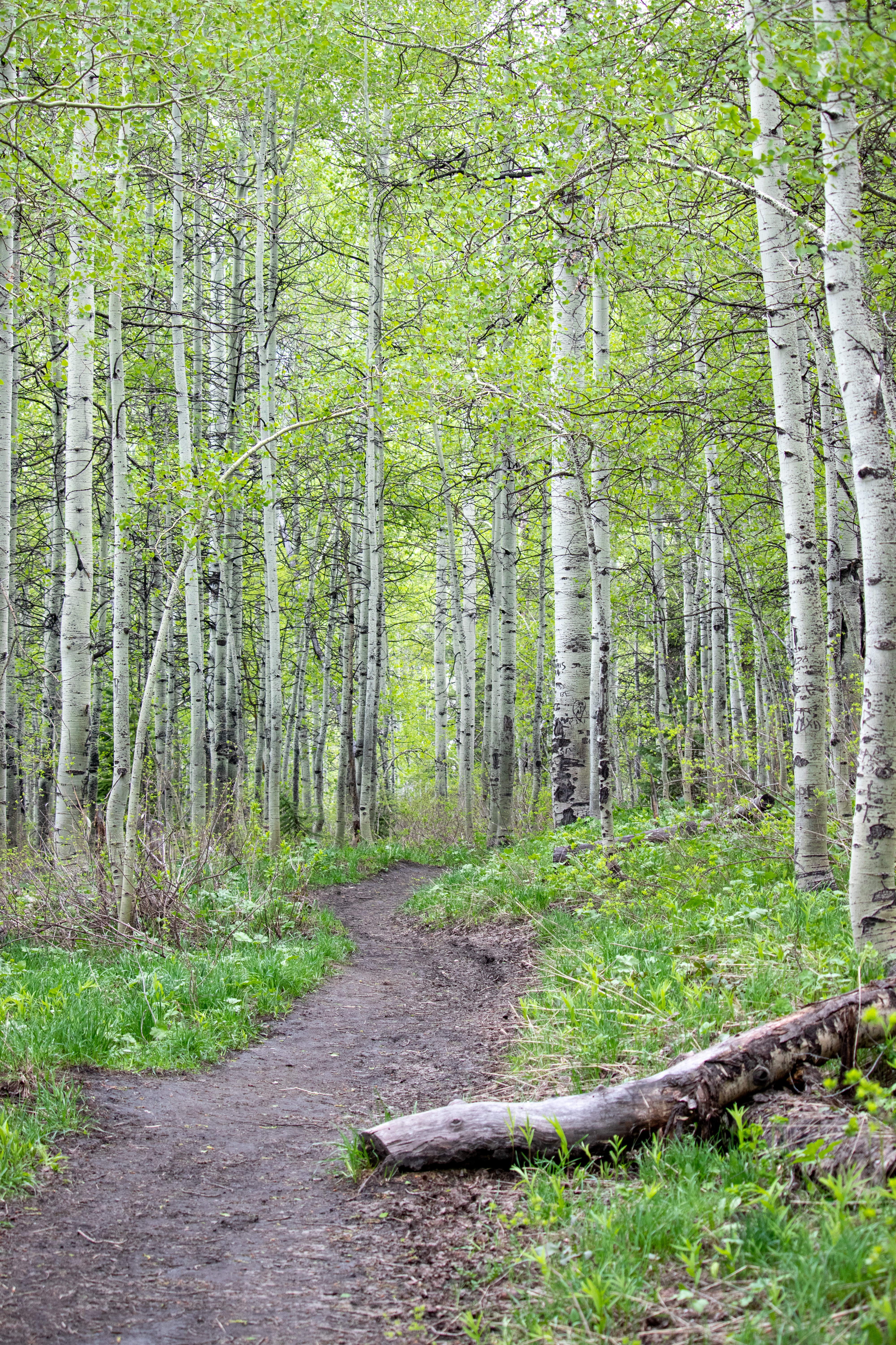 Hiking trail in a birch wood