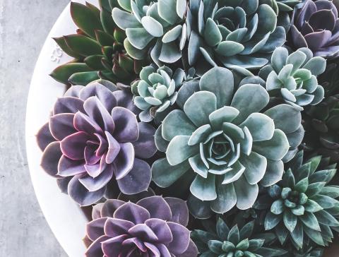 A dish of succulents